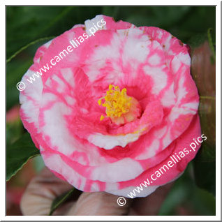 Camellia Japonica 'Ranbyôshi'
