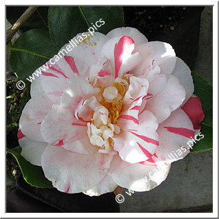 Camellia Japonica 'Raspberry Ripple'
