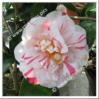 Camellia Japonica 'Raspberry Ripple'