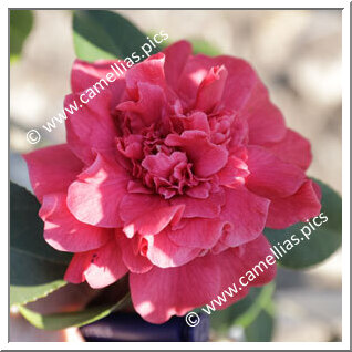 Camellia Japonica 'Rawesiana'