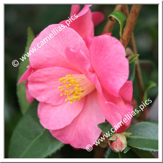 Camellia Japonica 'Red Candles'