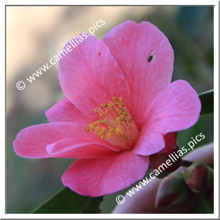 Camellia Japonica 'Red Candles'