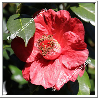 Camellia Hybride 'Red Crystal'