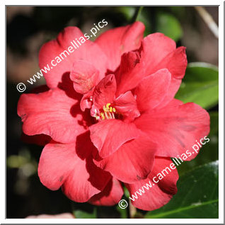 Camellia Hybride C.x williamsii 'Red Dahlia'