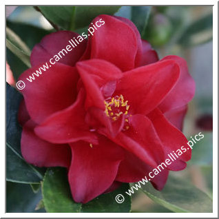 Camellia Japonica 'Red Devil'