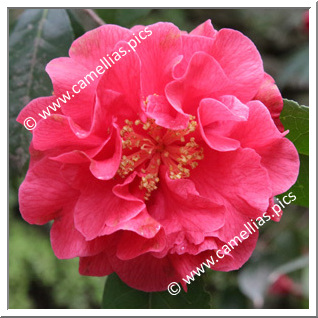 Camellia Reticulata 'Red Emperor'