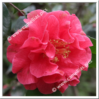 Camellia Reticulata 'Red Emperor'