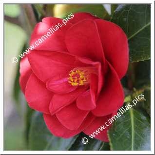 Camellia Japonica 'Red Hots'