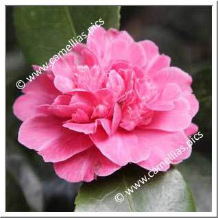 Camellia Japonica 'Red Prince Albert'