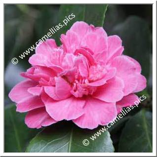 Camellia Japonica 'Red Prince Albert'