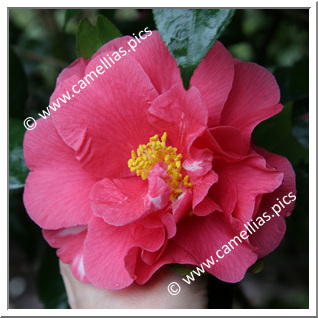Camellia Japonica 'Reg Ragland'