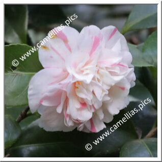 Camellia Japonica 'Regina d'Inghilterra'