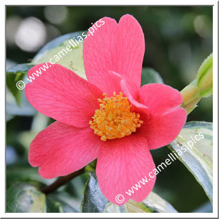 Camellia Japonica 'Reigyoku'