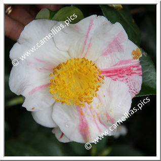 Camellia Japonica 'Reikanji-ezo-nishiki'
