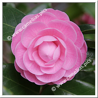Camellia Japonica 'Reine des Beautés'