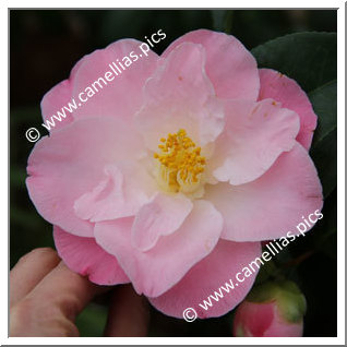 Camellia Japonica 'April Remembered'