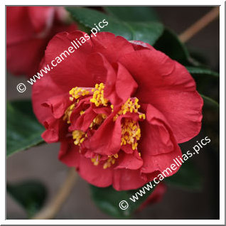 Camellia Hybrid C.x williamsii 'Rendezvous'