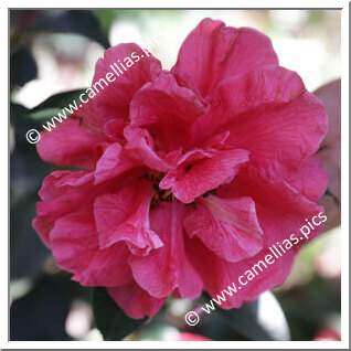 Camellia Hybride C.reticulata 'Renee Land'