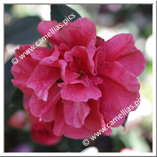 Camellia Hybrid C.reticulata  'Renee Land'