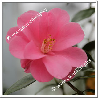 Camellia Hybride 'Renge'