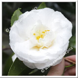 Camellia Japonica 'Renjô-no-tama'