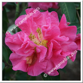 Camellia Species 'C. reticulata'