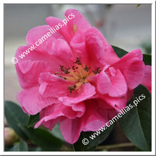 Camellia Botanique 'C. reticulata'