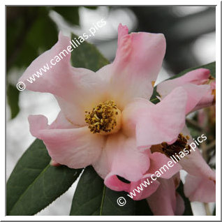 Camellia Species C. reticulata forma simplex