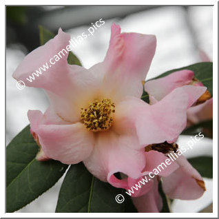 Camellia Botanique 'C. reticulata forma simplex'