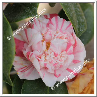 Camellia Japonica 'Richard Nixon '