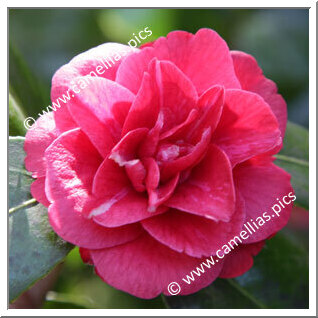 Camellia Japonica 'Little Red Riding Hood'