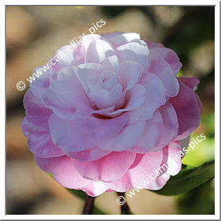 Camellia Hybrid C.x williamsii 'Betty Ridley Variegated'
