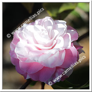 Camellia Hybride C.x williamsii 'Betty Ridley Variegated'