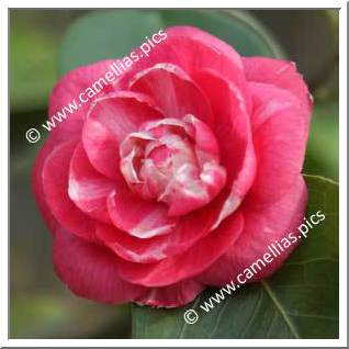Camellia Japonica 'Ristori'