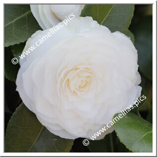 Camellia Japonica 'Ristori (Rovelli)'