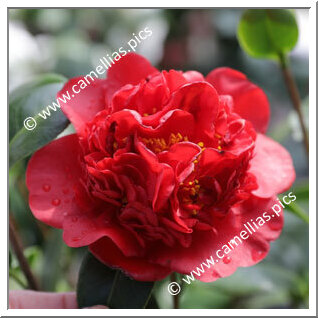 Camellia Japonica 'Rival'
