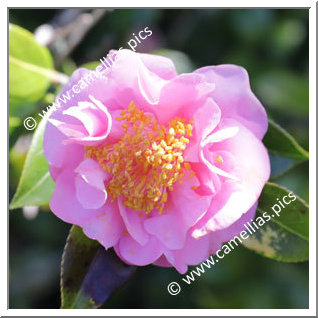 Camellia Hybrid C.reticulata  'Rob Roy'