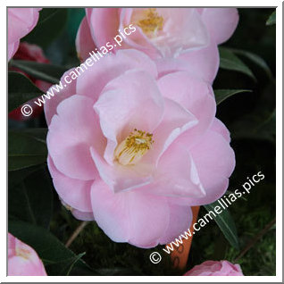 Camellia Hybrid C.x williamsii 'Robin Rise'