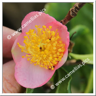Camellia Hybrid 'Robiraki'
