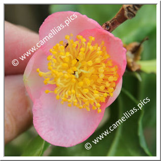 Camellia Hybrid 'Robiraki'
