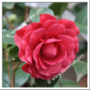 Camellia Japonica 'Roger Hall'