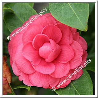 Camellia Japonica 'Roi Leopold'