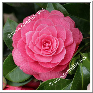 Camellia Japonica 'Roi Leopold'
