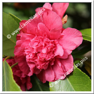 Camellia Japonica 'Roman Soldier '