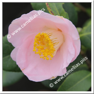 Camellia Japonica 'Anne Marie Rortais'
