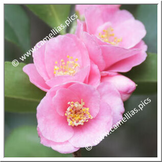 Camellia Botanique C. rosaeflora