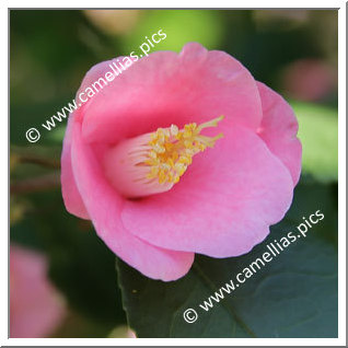 Camellia Species 'C. rosaeflora'