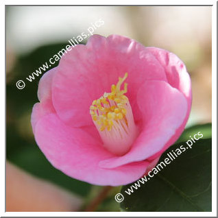 Camellia Botanique 'C. rosaeflora'