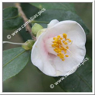Camellia Species 'C. rosaeflora 'Cascade''