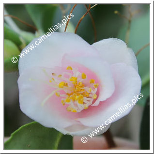 Camellia Species C. rosaeflora 'Cascade'